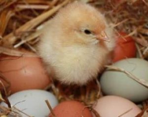 ship hatching eggs